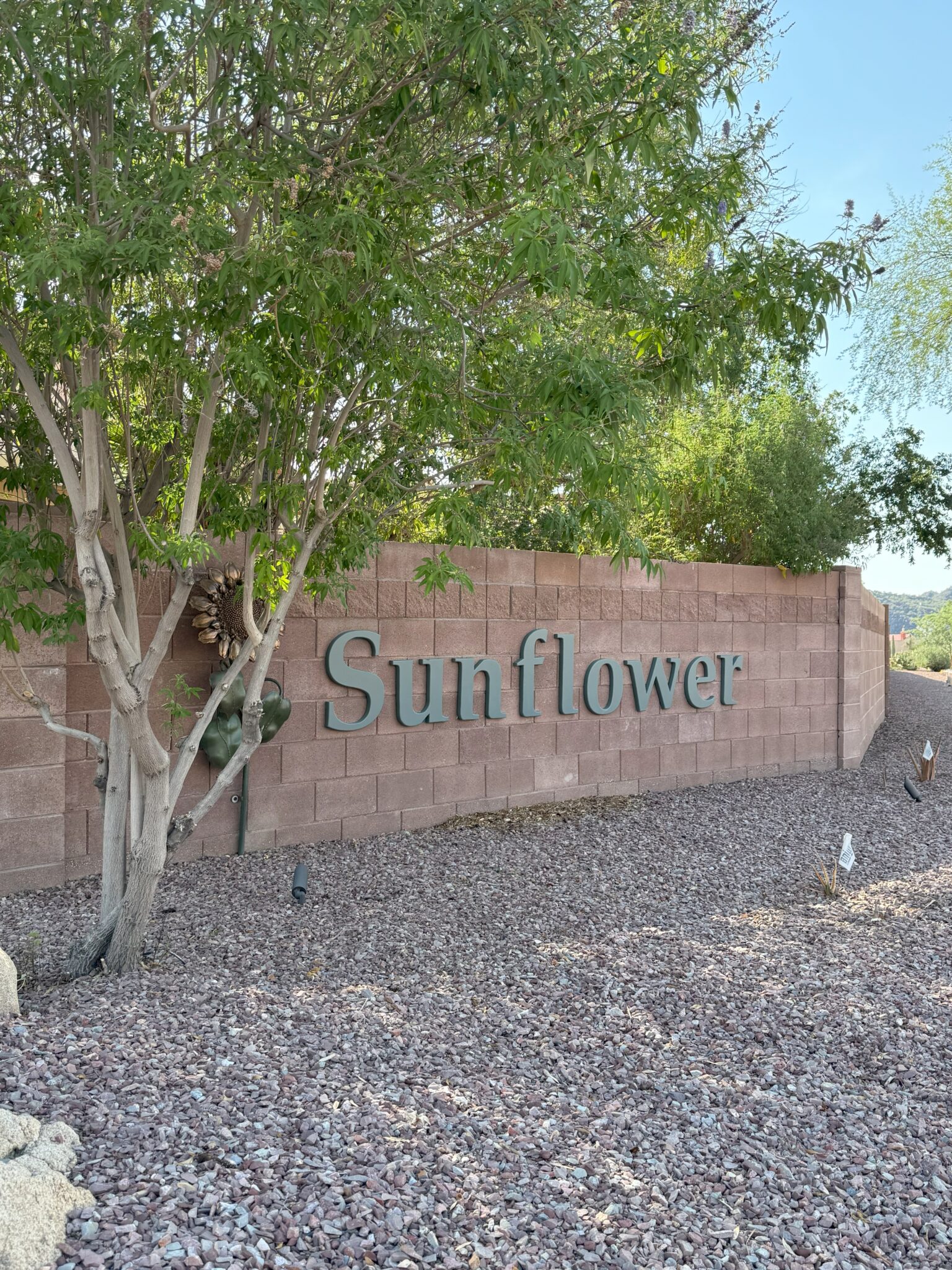 Continental Ranch Sunflower 55