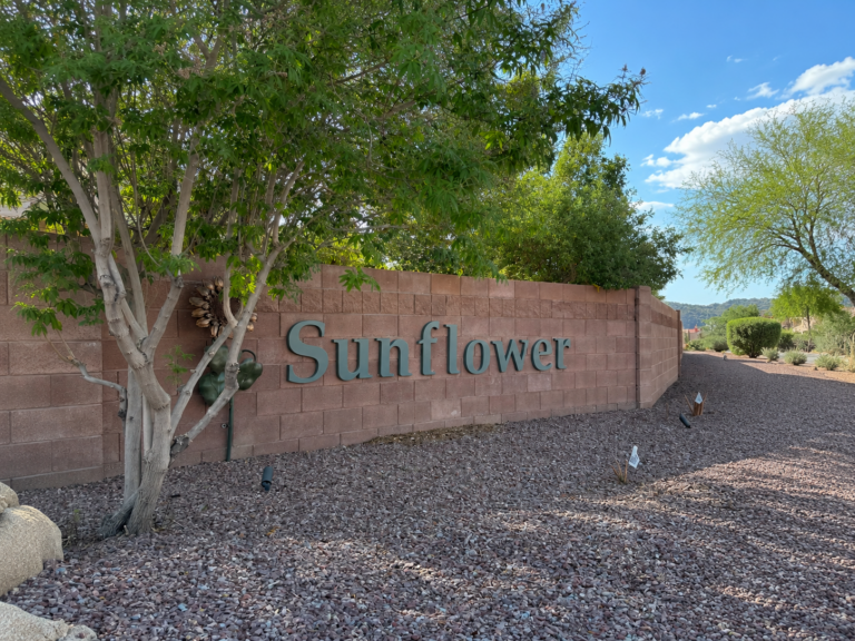 Continental Ranch Sunflower