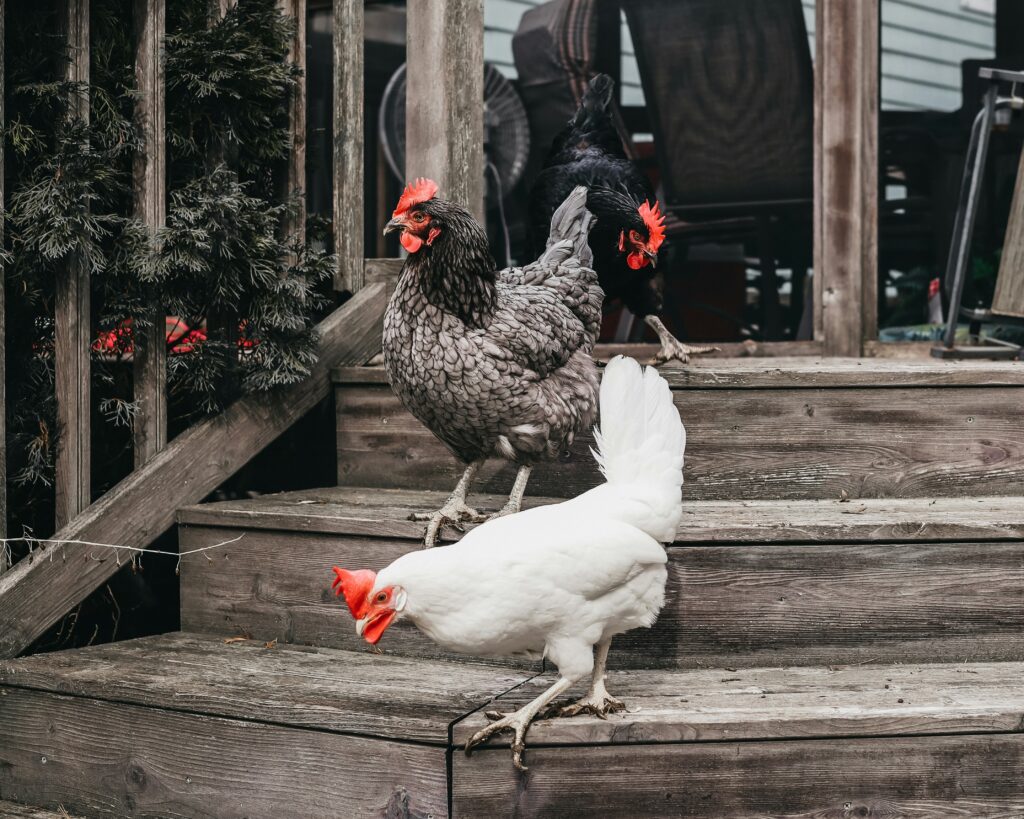 Marana homes without HOA, are chickens allowed?