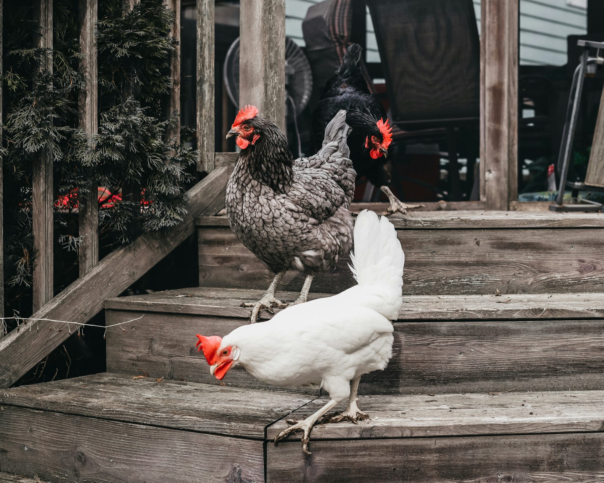 Marana homes without HOA, are chickens allowed?
