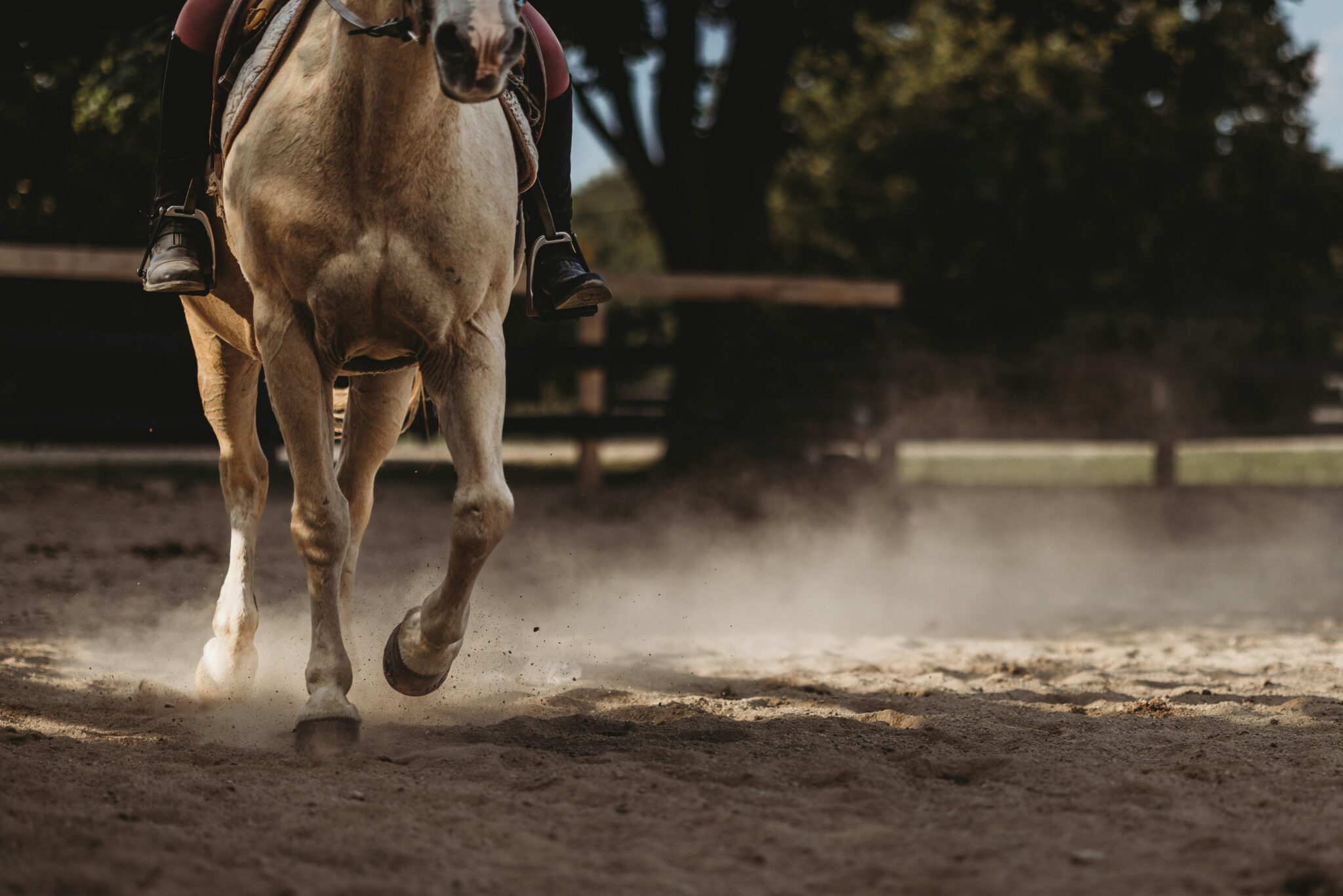 Best guest ranches in Marana AZ